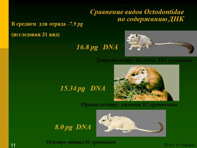 Сравнение видов Octodontidae  по содержанию ДНК  Tympanoctomys barrerae 102 хромосом Octomys mimax56